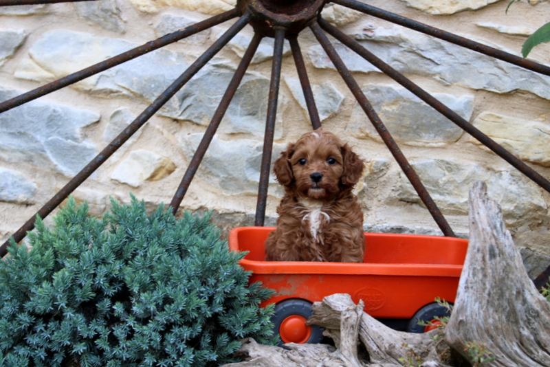 puppy, for, sale, Cavapoo, Matthew B. Stoltzfus, dog, breeder, Gap, PA, dog-breeder, puppy-for-sale, forsale, nearby, find, puppyfind, locator, puppylocator, aca